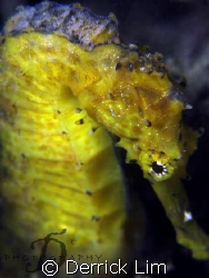 Shy yellow seahorse found @ Pulau Hantu, Singapore. Canon... by Derrick Lim 